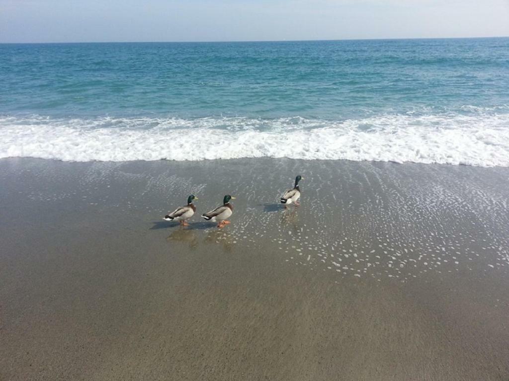 Hotel La Milanese Pietra Ligure Zewnętrze zdjęcie
